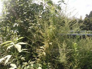 %e3%83%96%e3%83%ad%e3%82%b0%e7%94%a8%e3%80%80%e8%8d%89